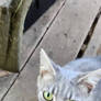 New Cat.