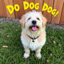 Do Dog Do.
