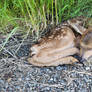 New Born Baby Deer.