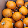 Pumpkins.