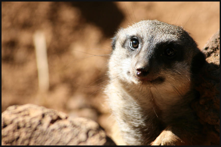 Meerkat Smile