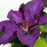 Purple Flower