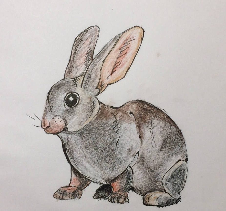 Rabbit by PineappleDraw on DeviantArt