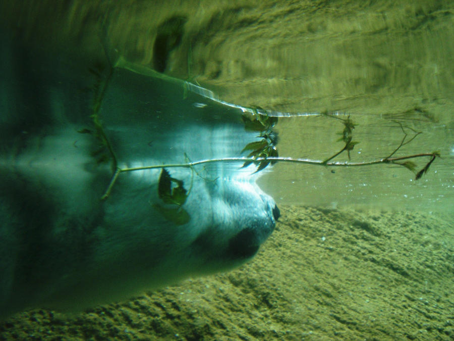 Polar Bear 2 by RaphLoverOfAllTimes on DeviantArt Polar Bear 2 by RaphLoverOfAllTimes on DeviantArt