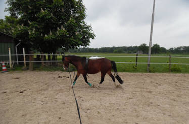 (welsh pony stock #4)