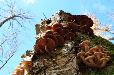 Mushroom Apartments