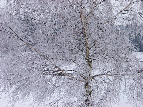 tree in snow