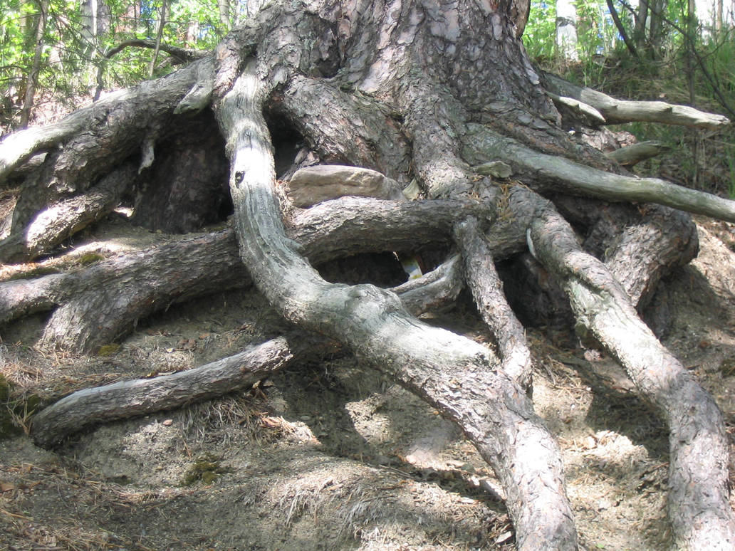 Roots by arkangeli on DeviantArt