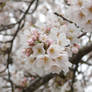 ::Blossoms::