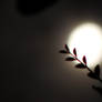 Moon Romance 1 Closeup