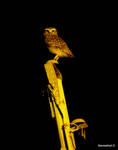 Beautiful Owl by Manwathiell