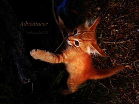 Adventurer