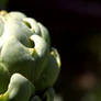 Artichoke Close-up