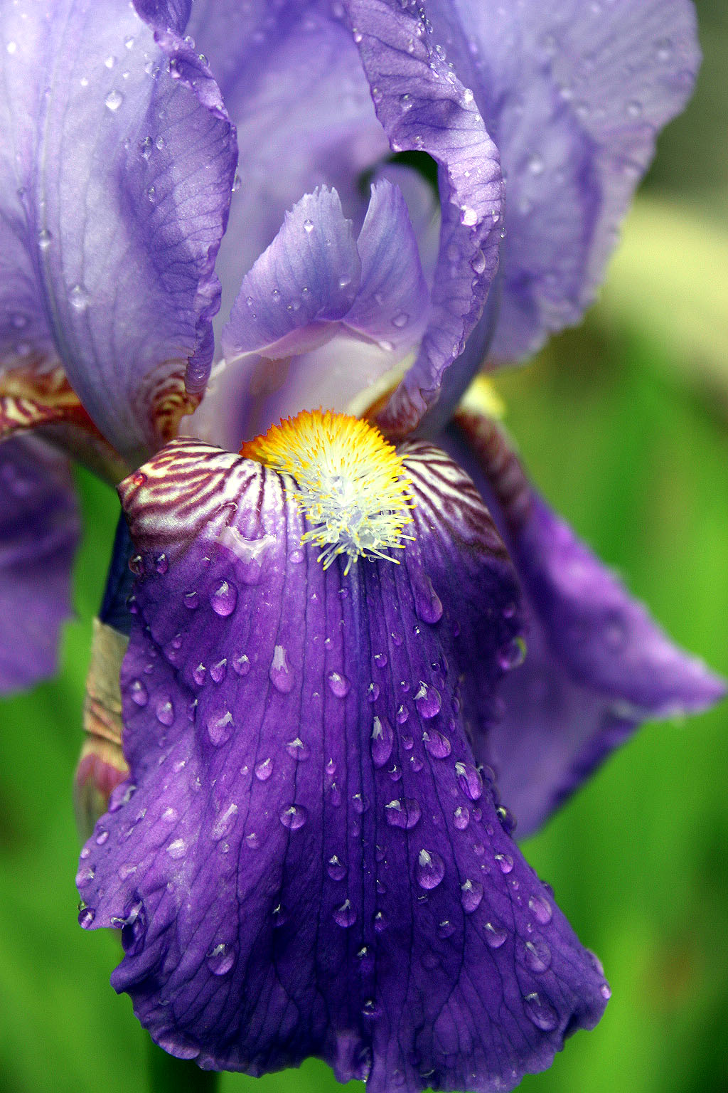 Iris