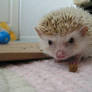 Kimimaru 'Kimi' the Hedgehog