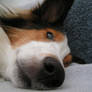 Chase the Sheltie