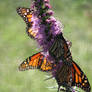 A collection of butterflies
