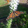 Spreading My Wings