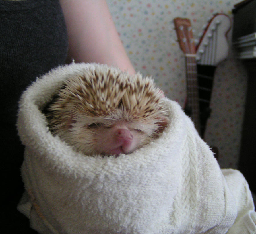 Hedgehog Burrito