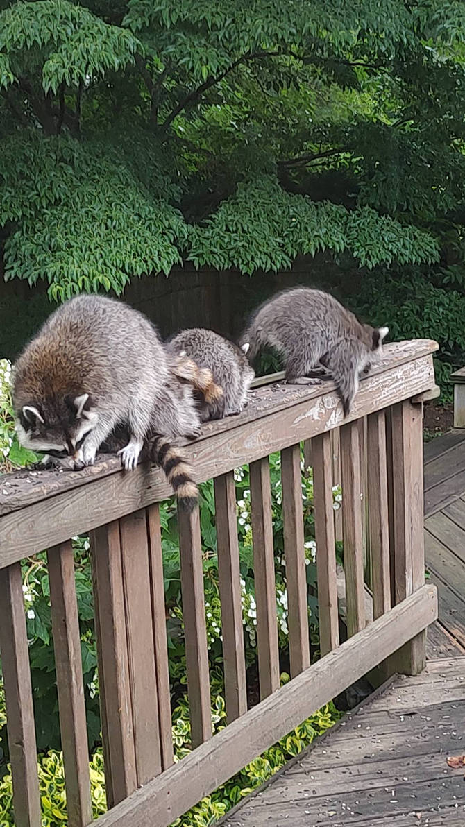 Racon Spring Raccoon family, Spring 2023 by mycalsee on DeviantArt
