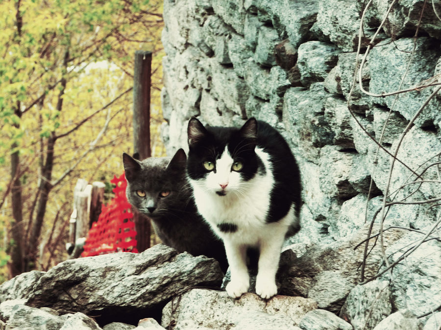 Why Should I Trust You Why Should I Trust You