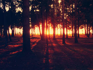 Last Rays by Beapanz Last Rays by Beapanz