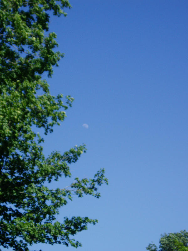 The Moon Comes Out In Day By AnimaPhotography On DeviantArt the-moon-comes-out-in-day-by-animaphotography-on-deviantart