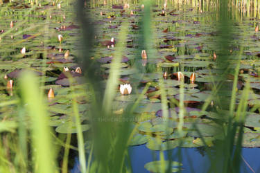 Water Lily Through Reed