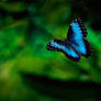 Morpho Butterfly