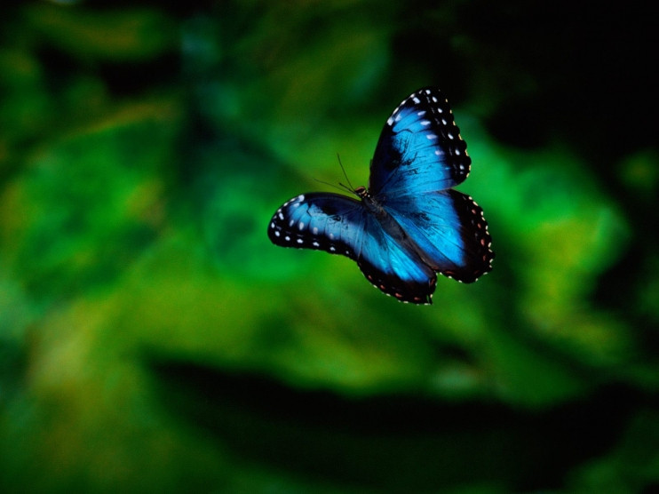 Morpho Butterfly