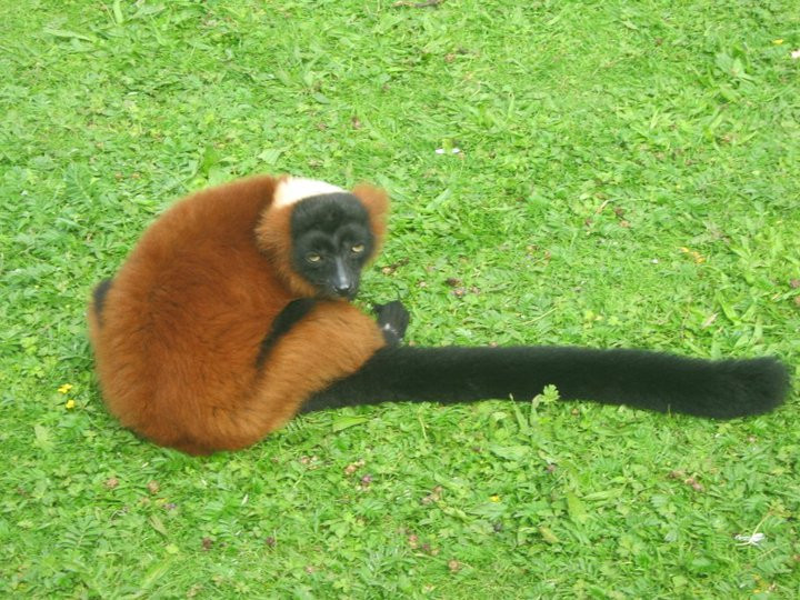 Red Ruffed lemur