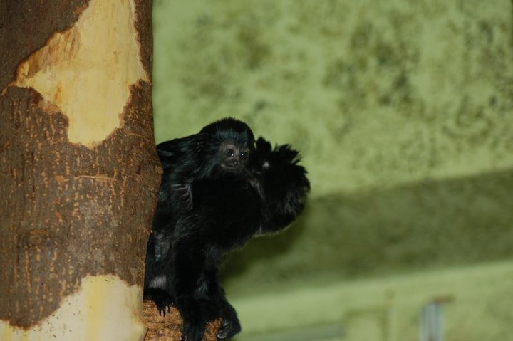 Marmoset