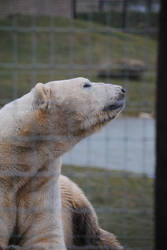 Victor the Polar Bear