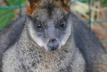 Swamp Wallaby