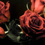 Roses 2