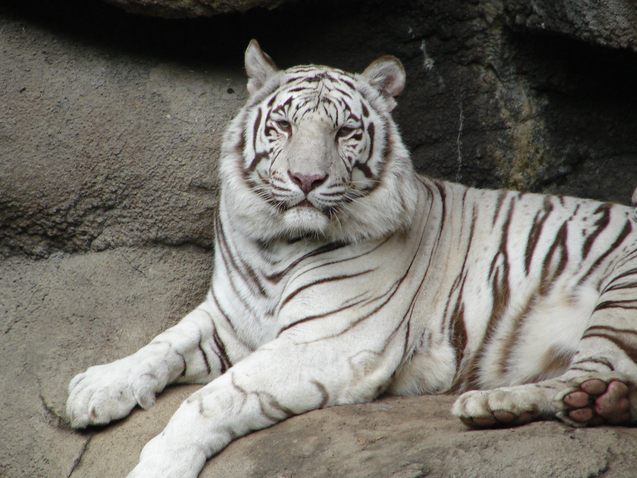 white tiger stock img