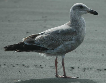 Beach Birds