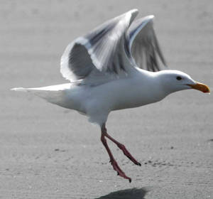 washington beach bird