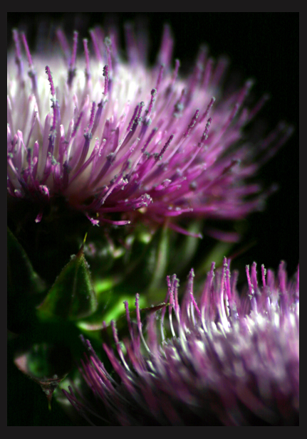 Thistle