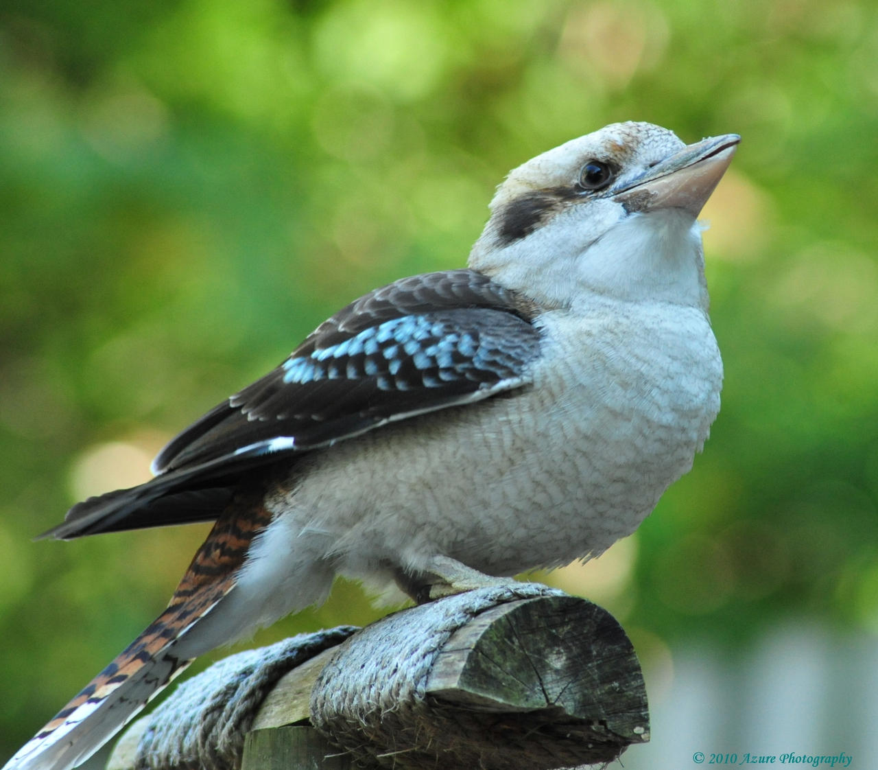 Kookaburra Right Profile