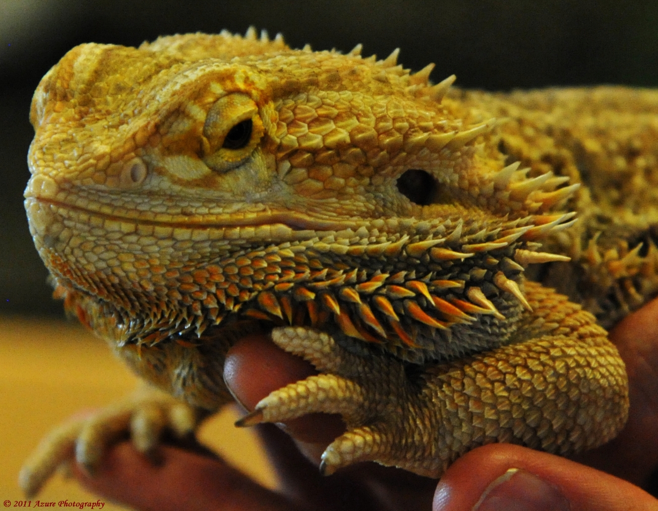 Bearded Dragon