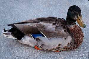 Duck Stock