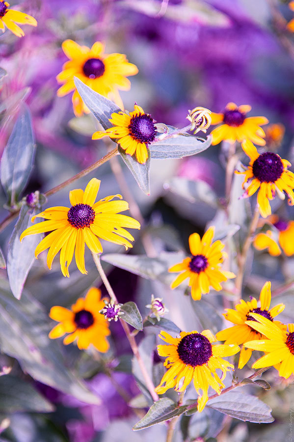 Alien Flowers