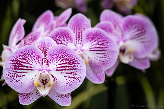 Standard Orchid Triplet