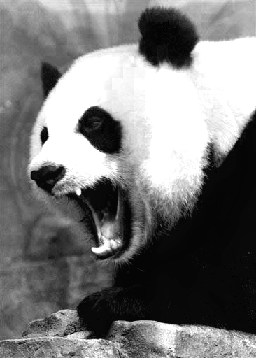 Black and White Angry Panda by DucatiDeluxe on DeviantArt Black and White Angry Panda by DucatiDeluxe on DeviantArt