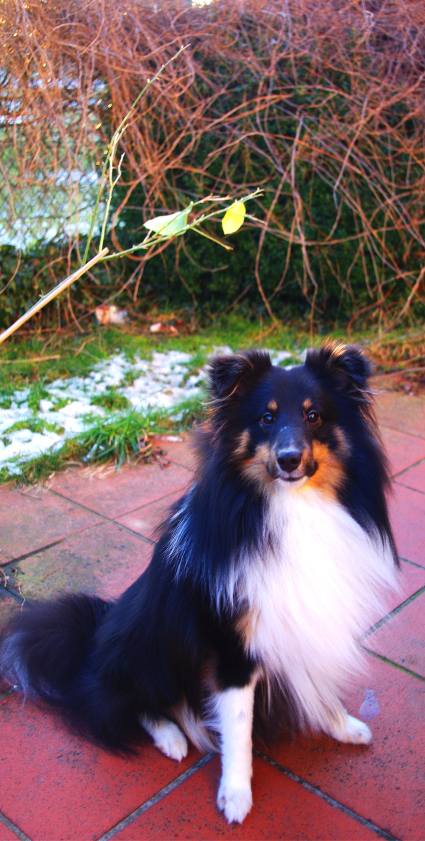 My Sheltie Torry Winter 2012