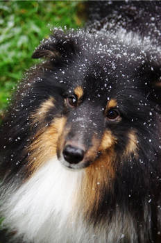 My  Shetland Sheepdog 2012 - 2 years old