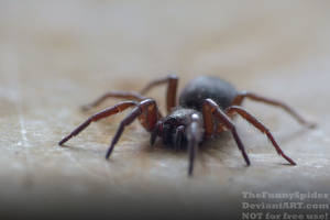 Black Beauty - Gnaphosa lucifuga by TheFunnySpider Black Beauty - Gnaphosa lucifuga by TheFunnySpider