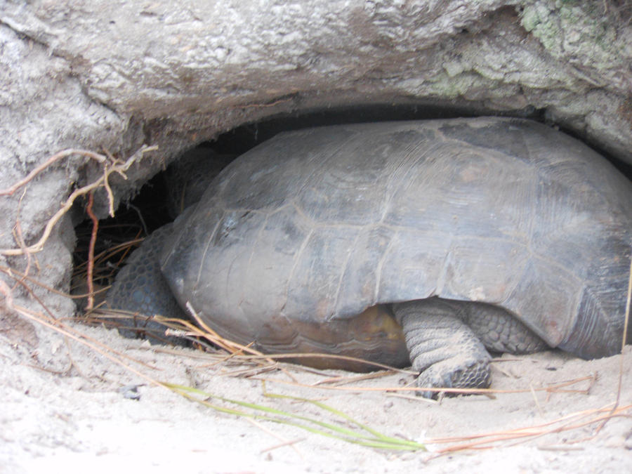 Turtle hiding in his house