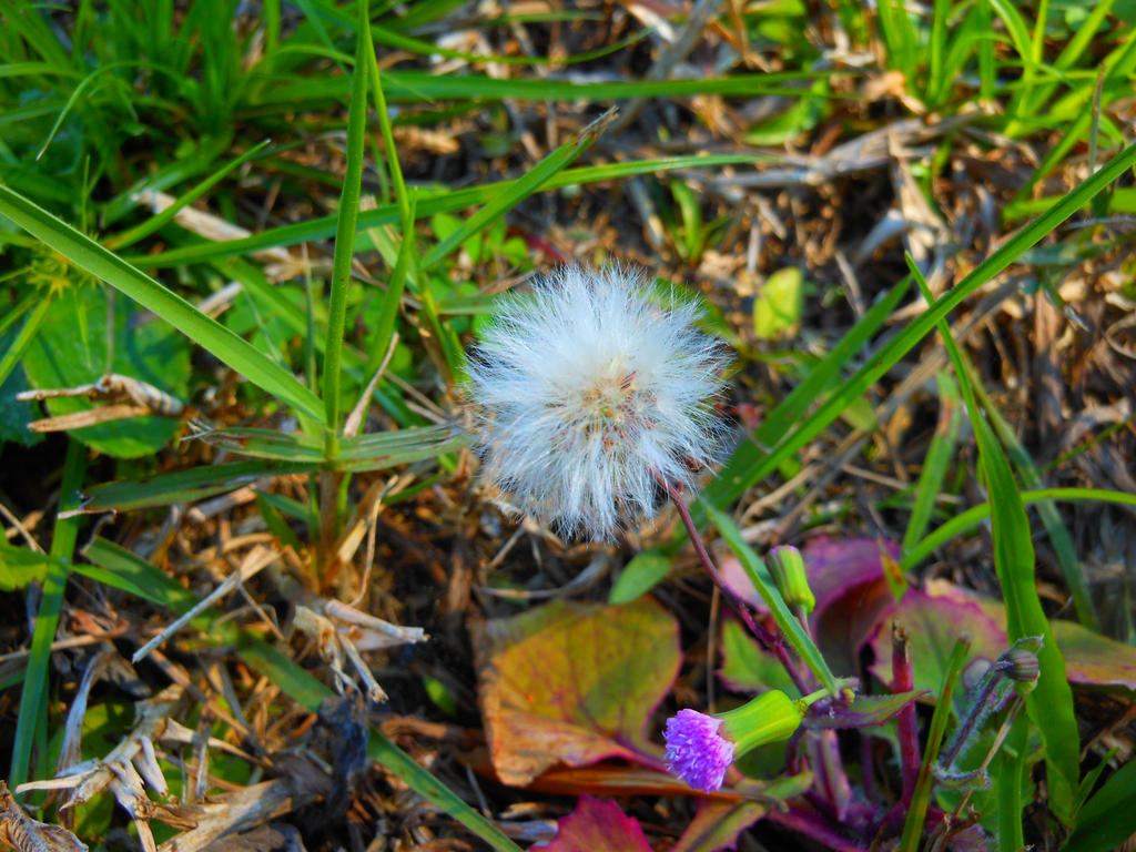 Dandelion